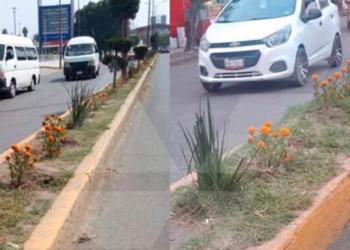 “¡Tiembla, Reforma!”: macetas de cempasúchil en Chimalhuacán desatan burlas en redes