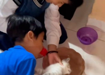 VIDEO: ¡Qué bonitos! Los niños enternecen las redes al bautizar a sus gatitos antes de Halloween para que no se los lleven las brujas
