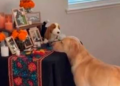 VIDEO: Perrito conmueve al quedarse frente a una ofrenda de Día de Muertos “Ellos también extrañan”