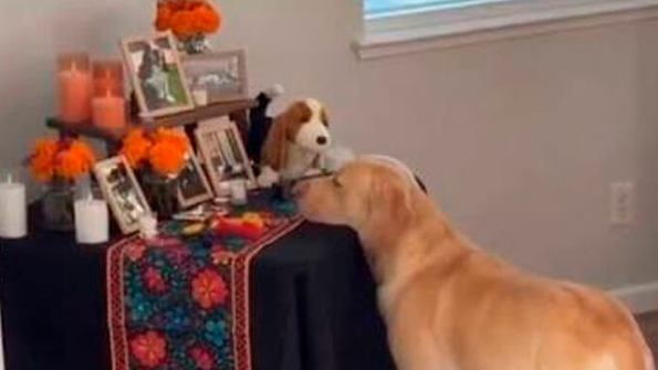 VIDEO: Perrito conmueve al quedarse frente a una ofrenda de Día de Muertos “Ellos también extrañan”