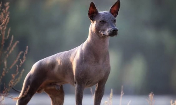 Xoloitzcuintle es declarado Patrimonio Cultural Inmaterial de la CDMX